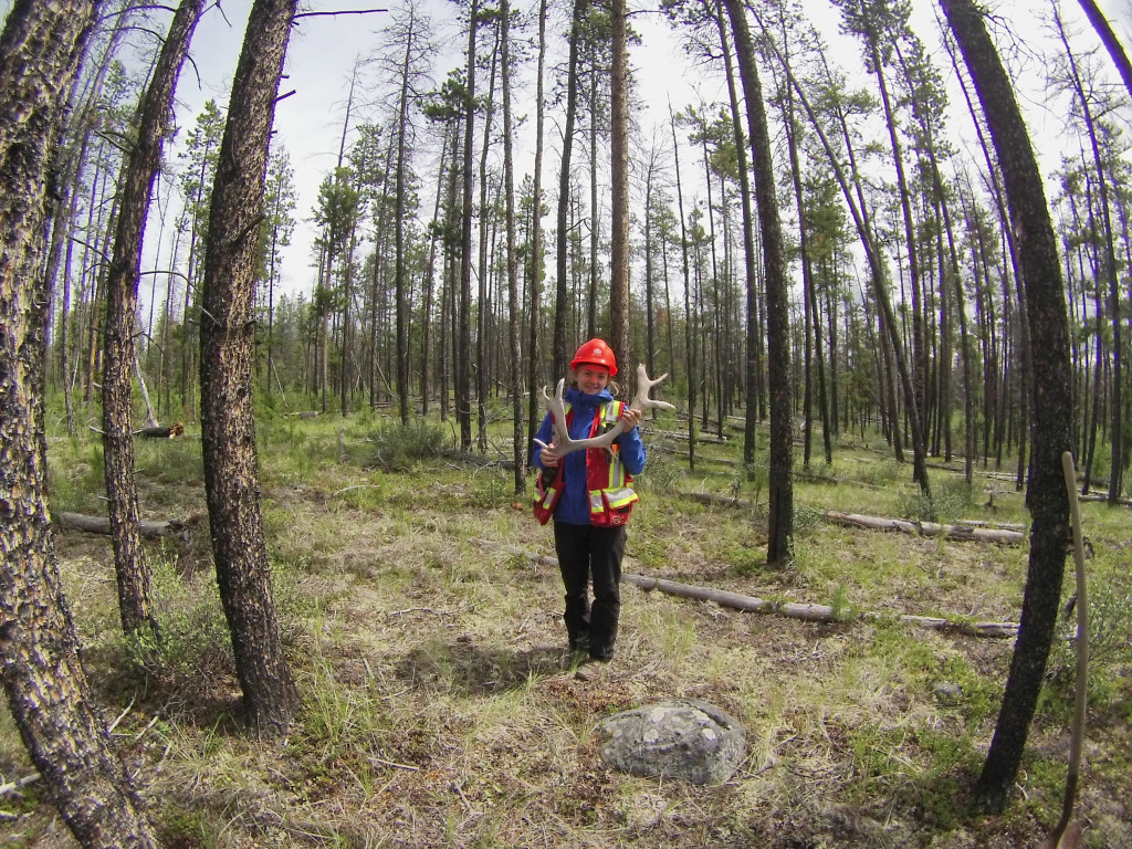 person in safety clothing in middle of forest  holding antlers