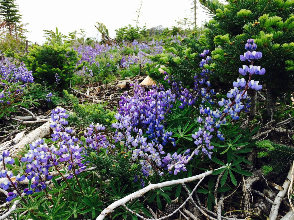 Figure 10. The entire cut block in Dash Creek where our traps are had a bloom of arctic lupines. These flowers were so vibrant, adding to the beauty of the valley. 