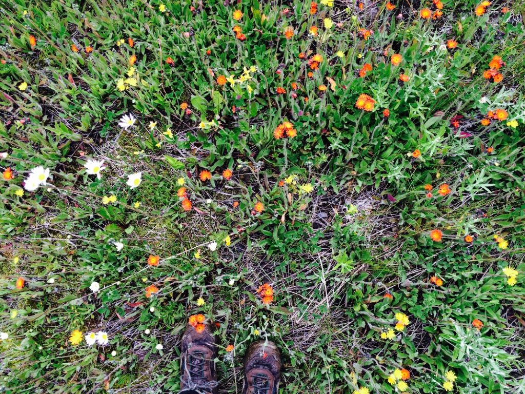 Figure. Some invasive but stunning flowers I encountered (orange and yellow hawkweed and oxeye daisy).