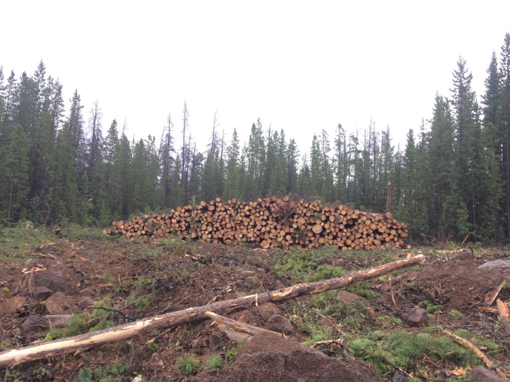 Figure 11. A skidded pile of wood waiting to be processed.