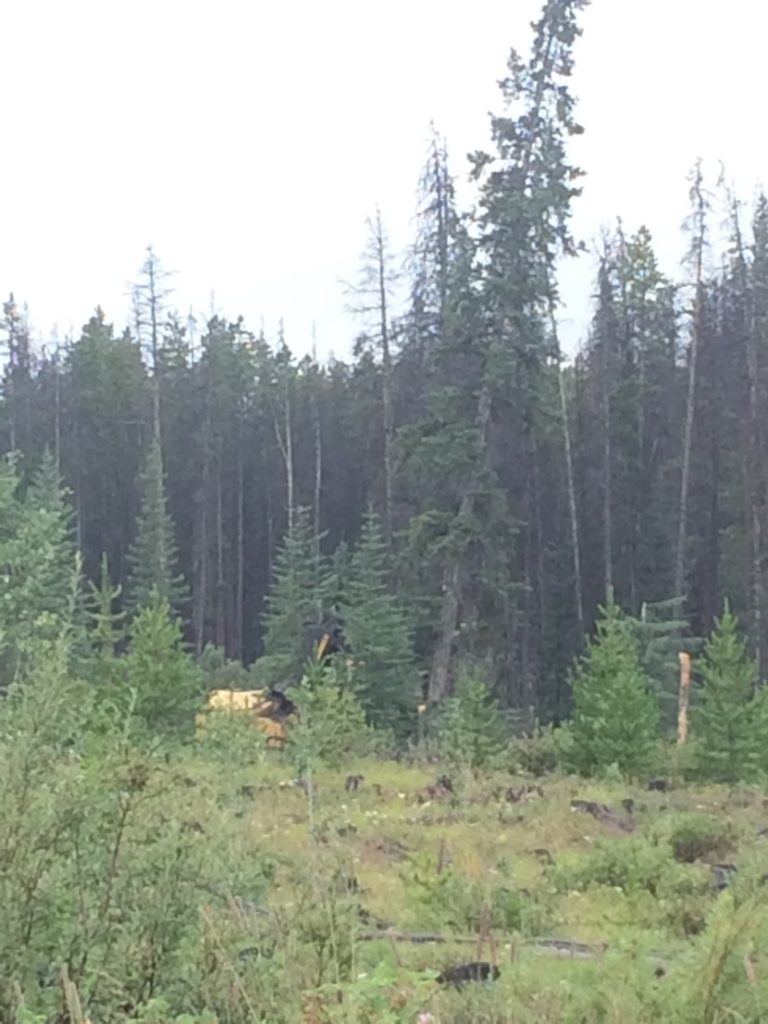 Figure 9. It was hard to get a good picture of the buncher operating because we had to stand so far away for our safety, but in this picture you can see the large spruce being harvested.