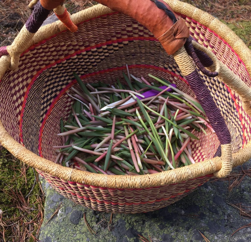 A basket of suziki harvested during an afternoon of foraging in Castlegar, BC. 2019.