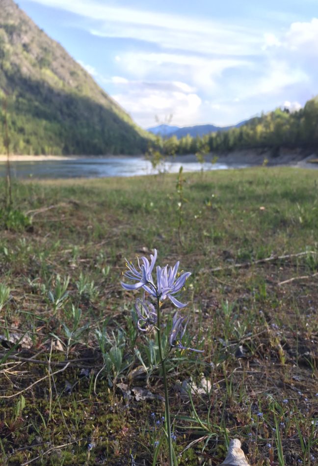 An isolated patch of common camas along the Columbia River near Castlegar, BC. The confluence of the Kootenay River and Columbia River is reported as the largest non-coastal concentration of camas in BC by the Kootenay Native Plant Society (http://kootenaynativeplants.ca/our-work/camas/). 2019.