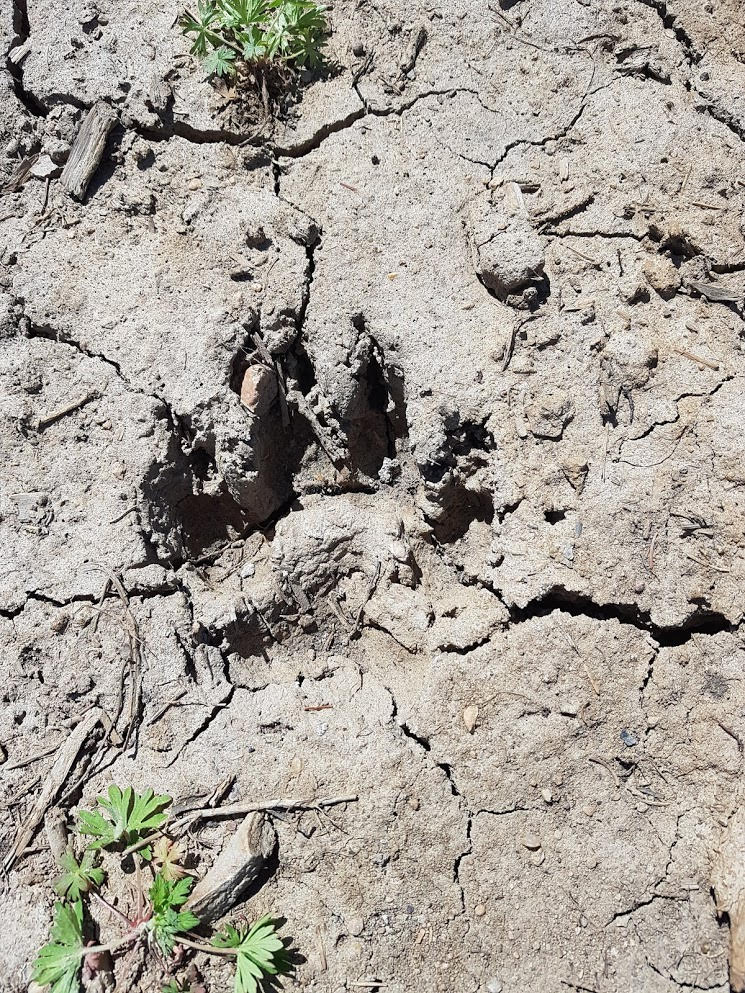 Picture of Wolf track in cut block