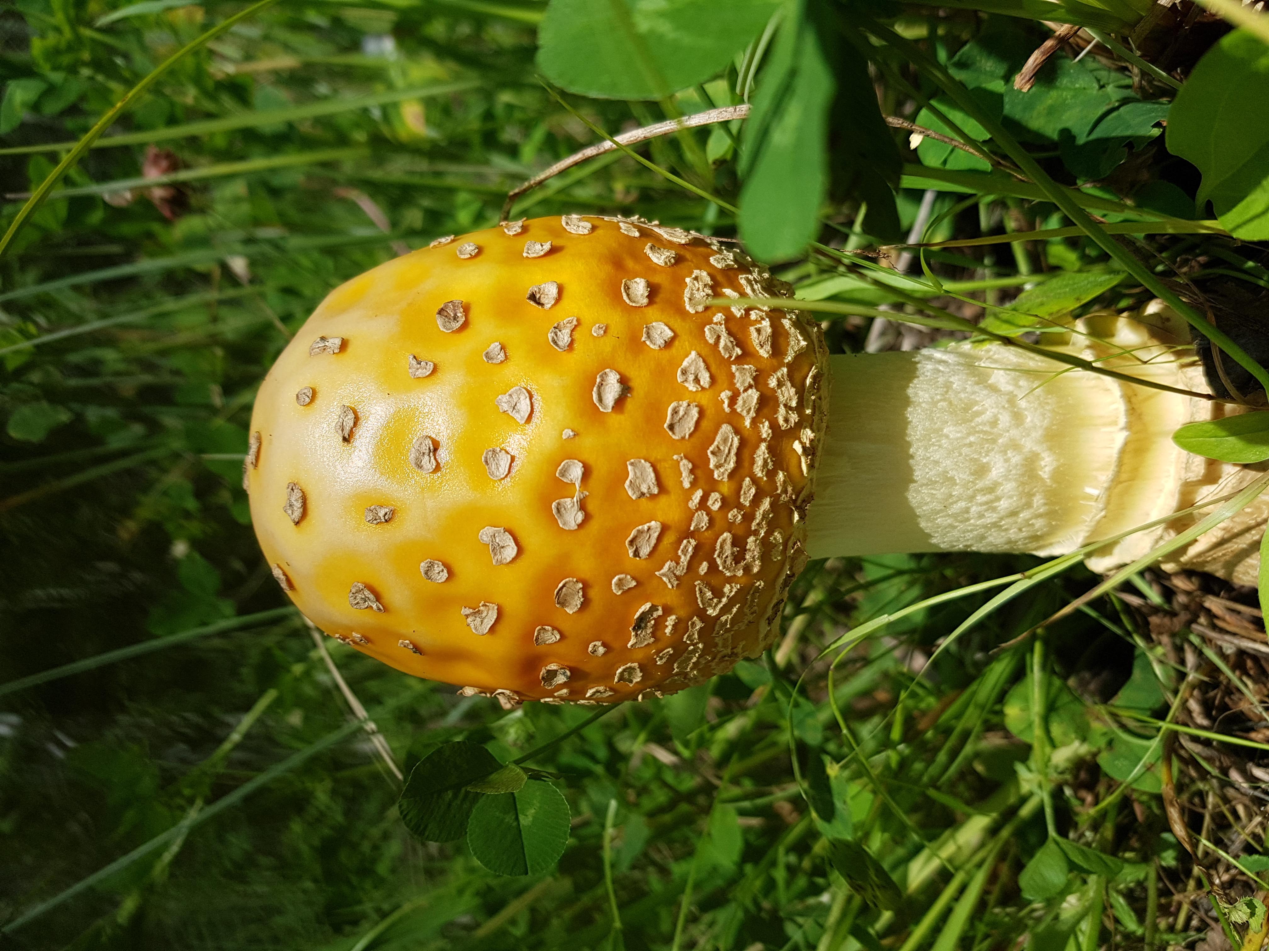 mushroom closeup