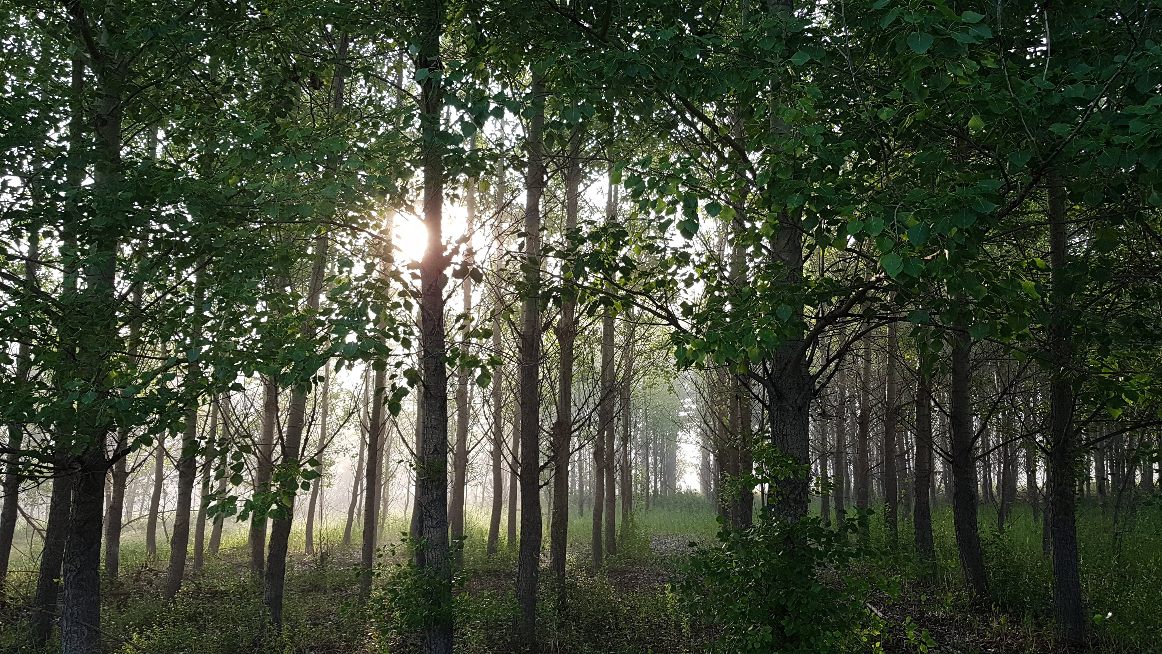 forest view of trees with sunlight shining through