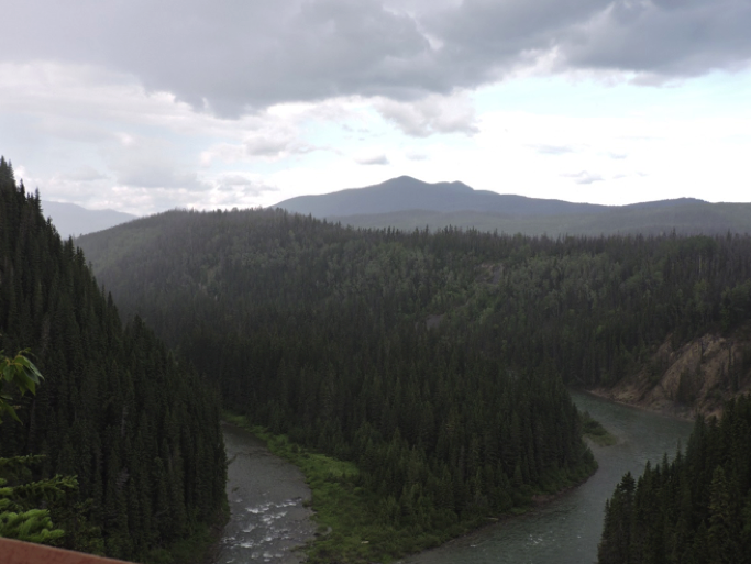 high view of forest below