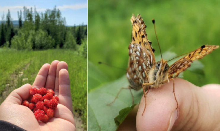 hand holding berries, hang holding butterfly