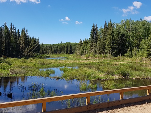 view of lake and forest off a birdge