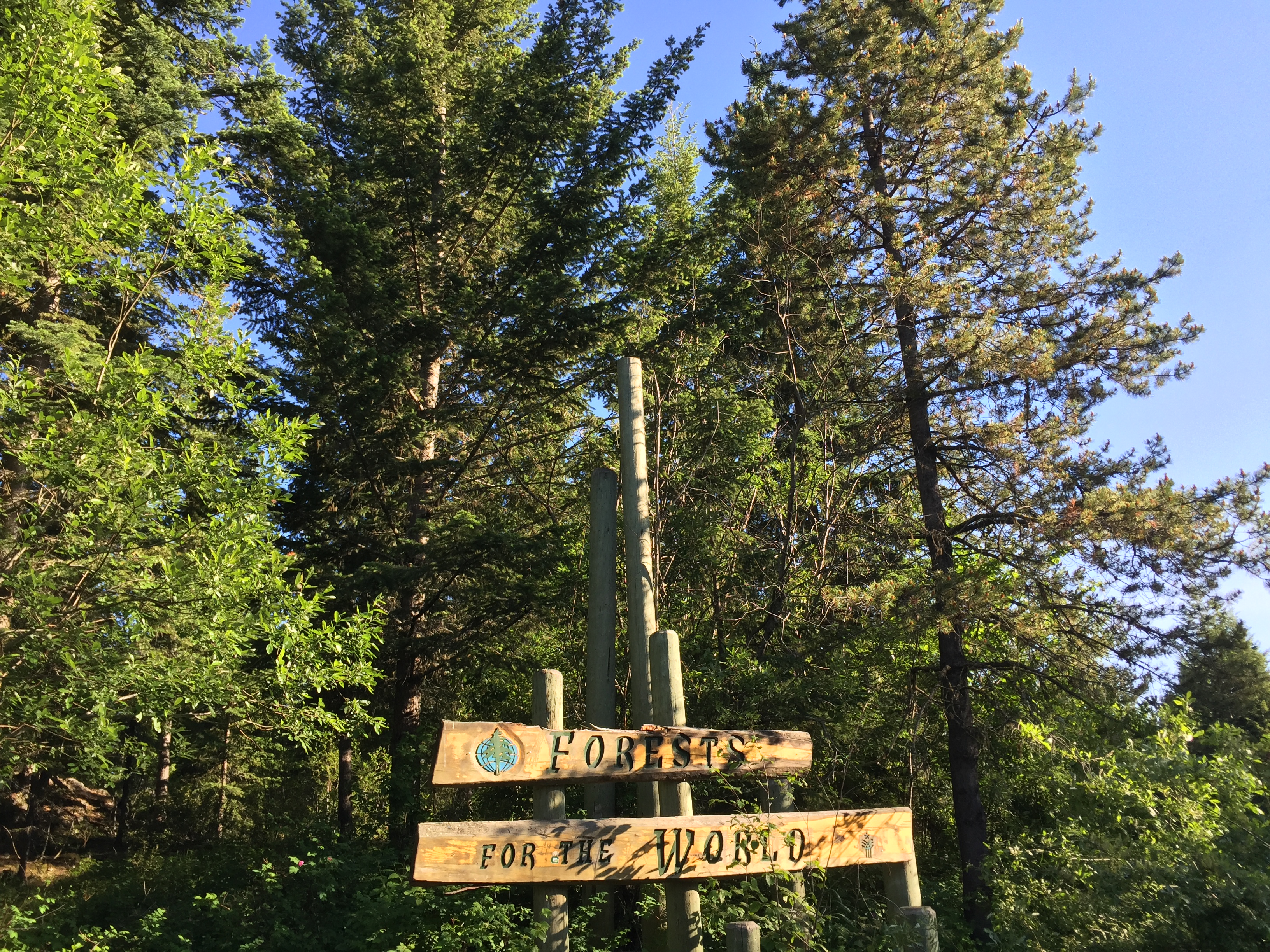 Trees with sign saying forests for the world