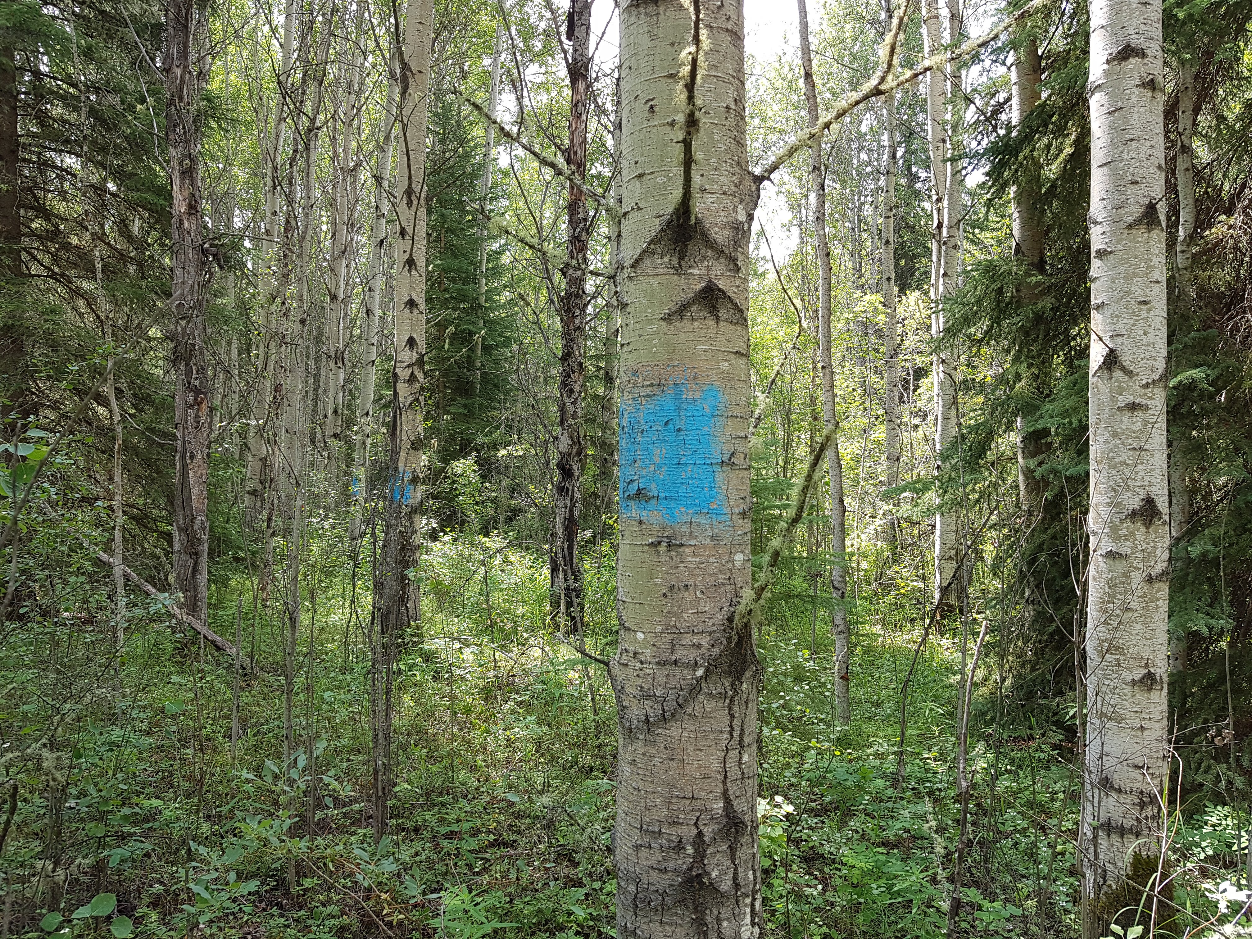 specially marked tree in forest