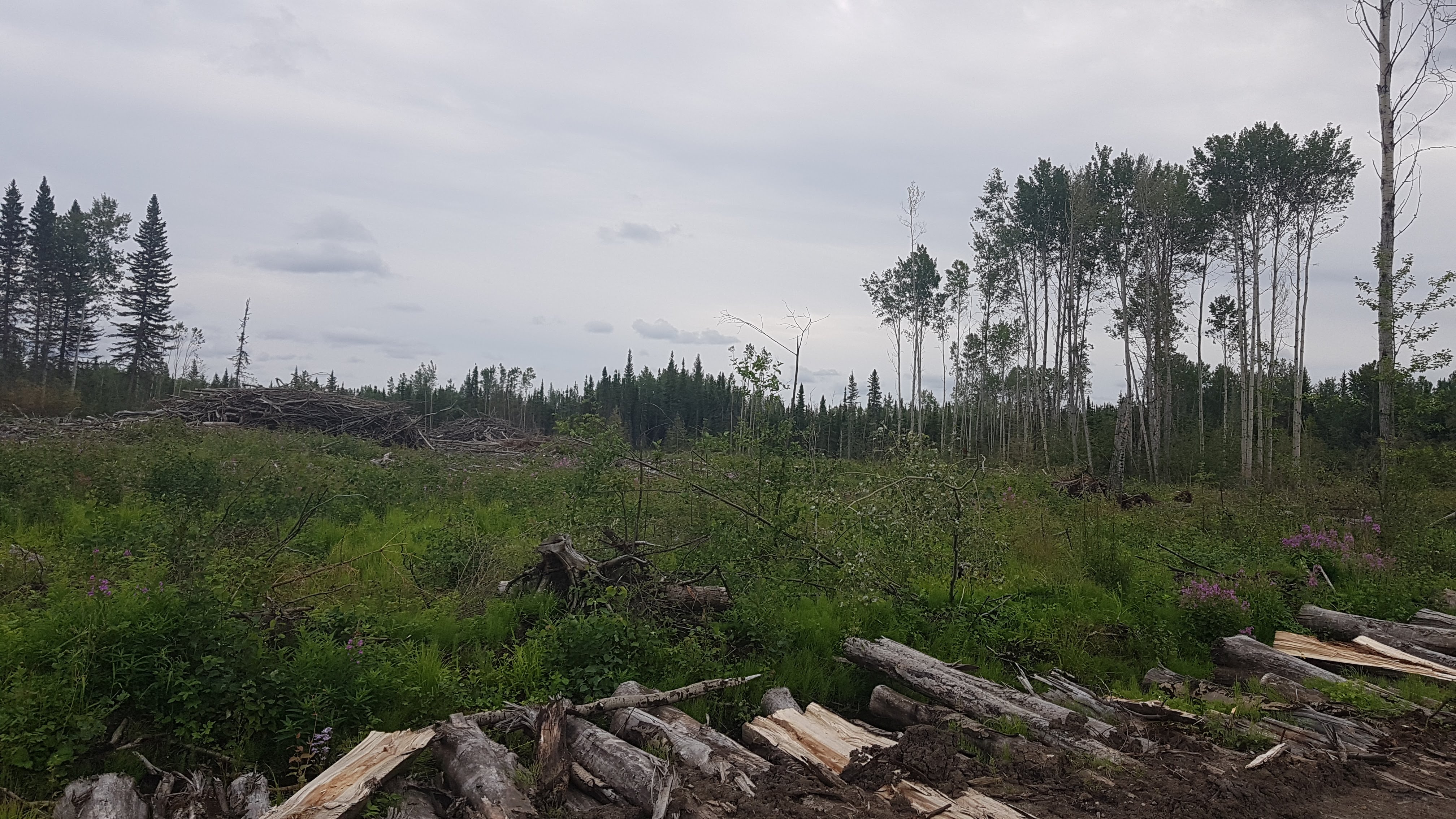 forest with logs