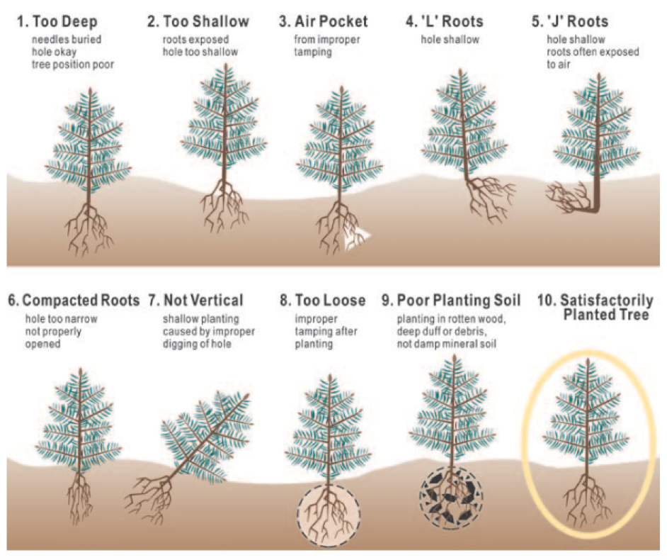 tree growing diagram
