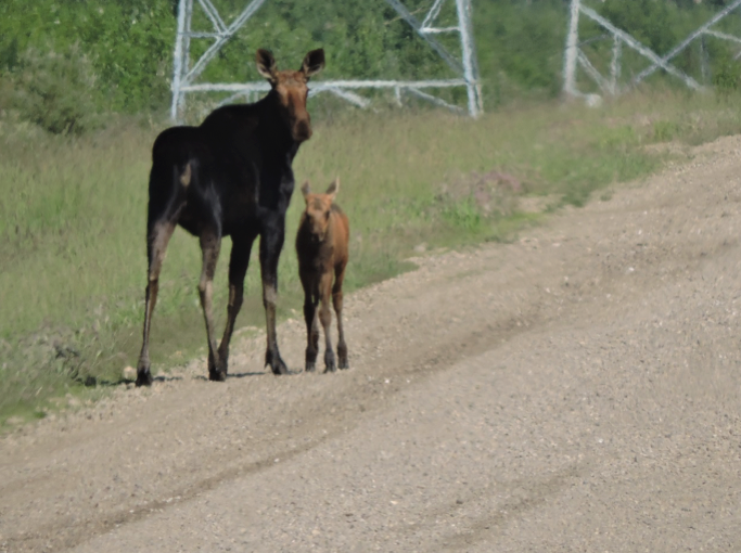 A pair of moose (Alces alces) walk a hauling road