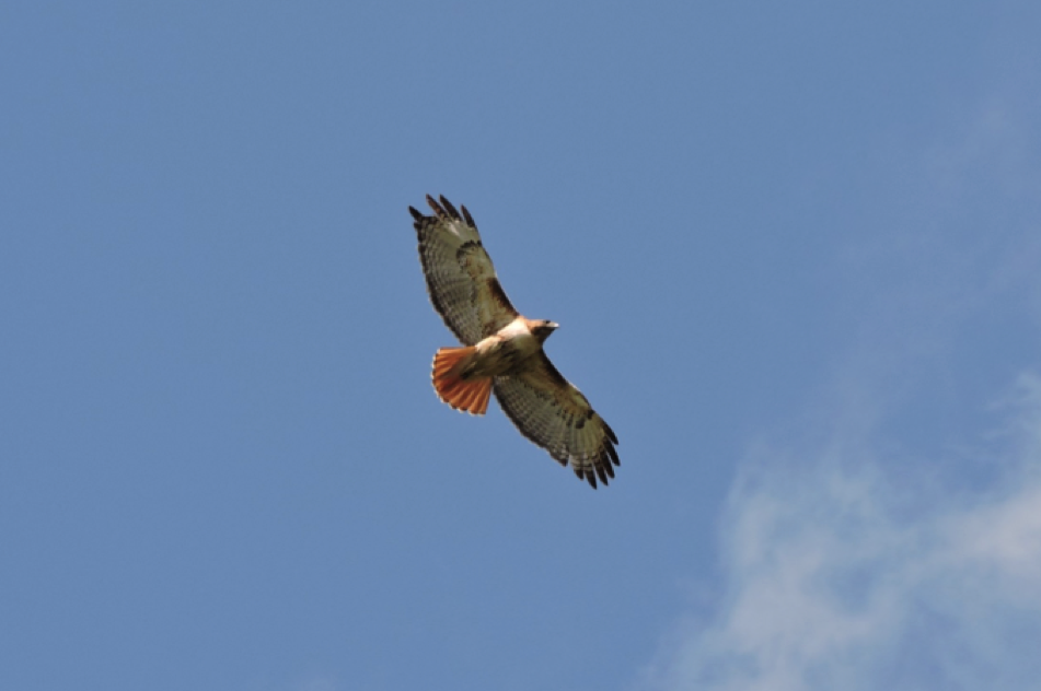 A red-tailed hawk flying