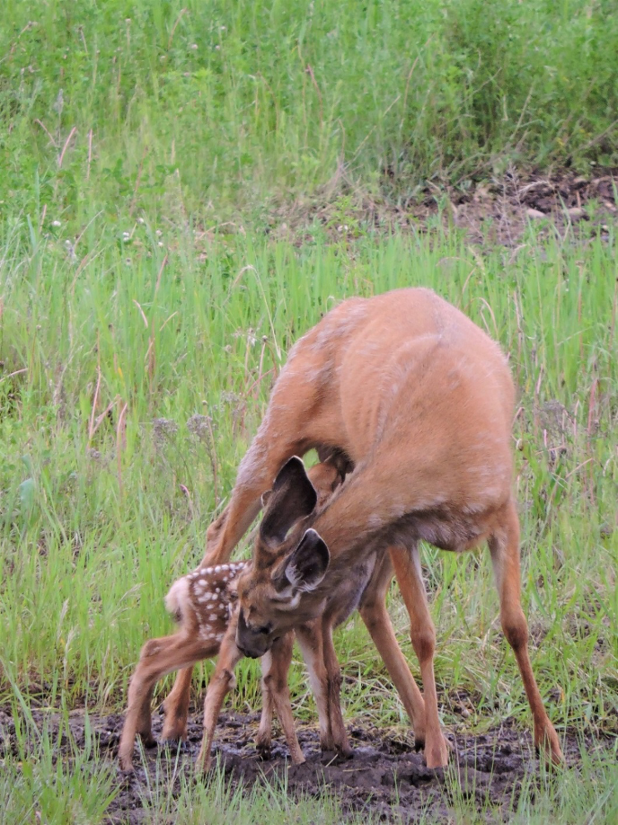 A baby deer with it mother. 