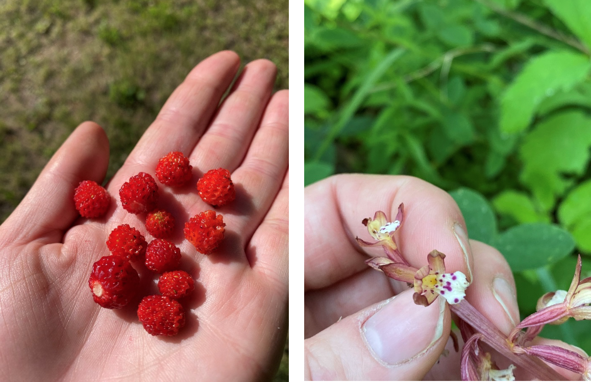 Orchids, huge wild strawberries, other understory plants