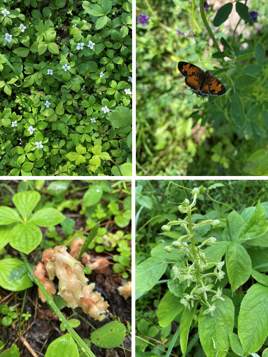 Small critters as well as some pictures Arianna took from the quad.