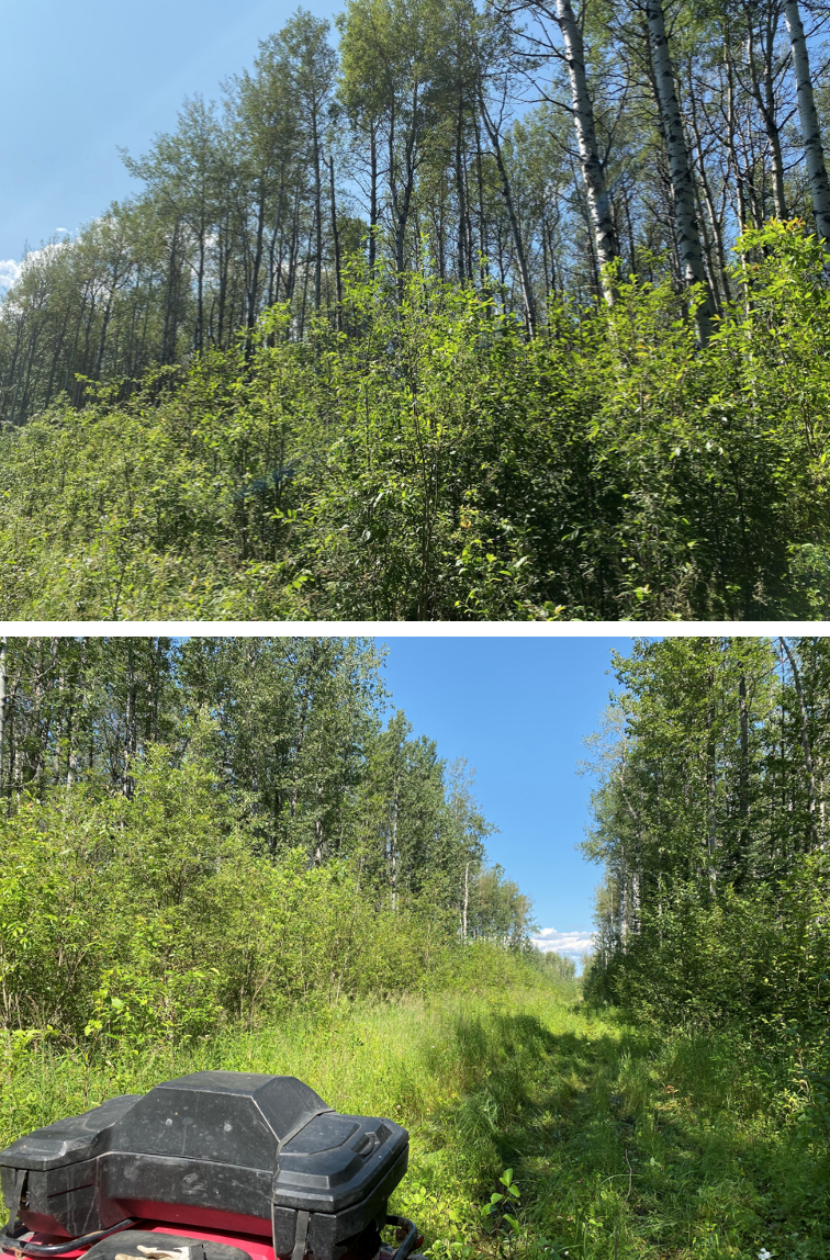 Photos of some of the trails within the forest. 