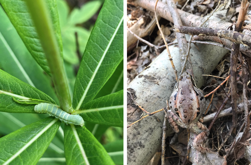 A photo of a caterpillar and tree frog.