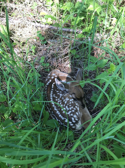 Photo of a baby deer.