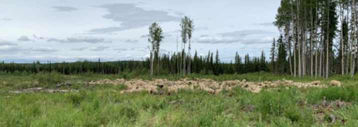 Group of sheep travelling through a field. 