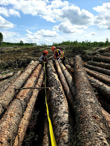Workers checking the log quality